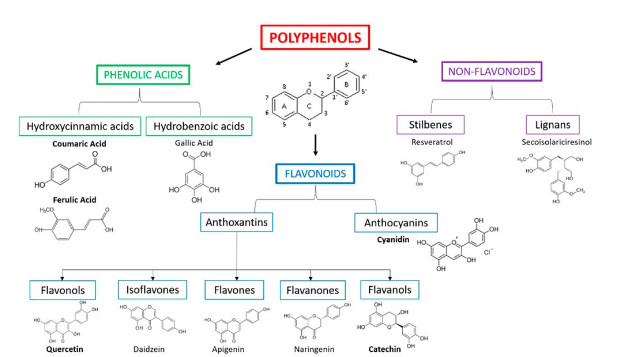Phân loại polyphenol từ thực vật.